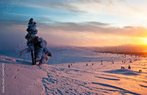 tree at sunset in winter
