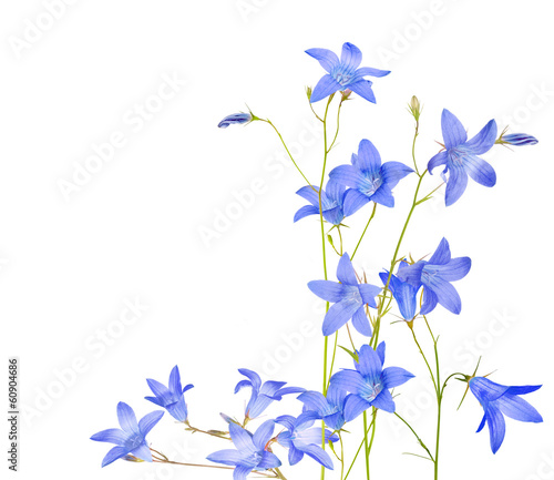 Fototapeta Naklejka Na Ścianę i Meble -  isolated blue campanula flowers composition