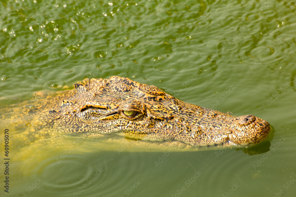 small crocodile swimming above water in the wild small crocodile swimming above water in the wild