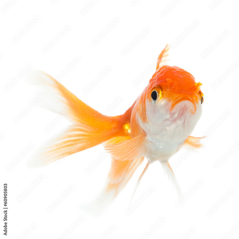 Fototapeta premium Close up of swimming goldfish, isolated on white