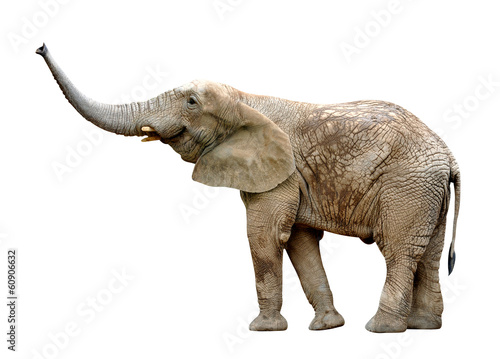 African elephant isolated on white © vencav