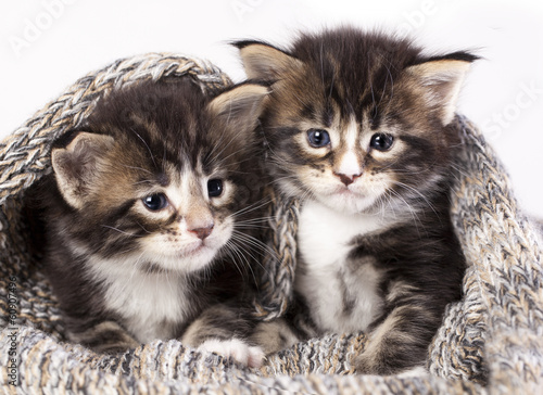 Fototapeta Naklejka Na Ścianę i Meble -  little kittens sitting in a knit scarf