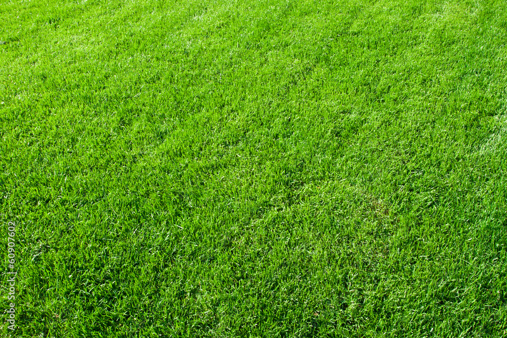 Green grass Green grass