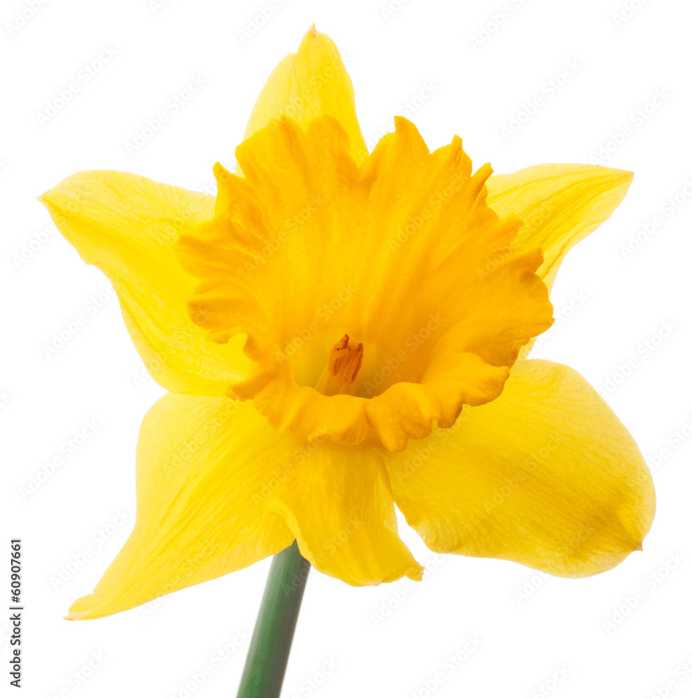 Fototapeta premium Daffodil flower or narcissus isolated on white background cutout