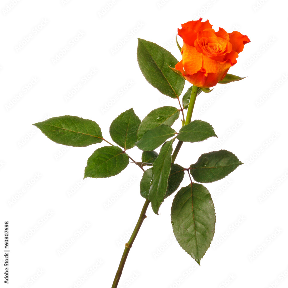 Naklejka premium Orange rose