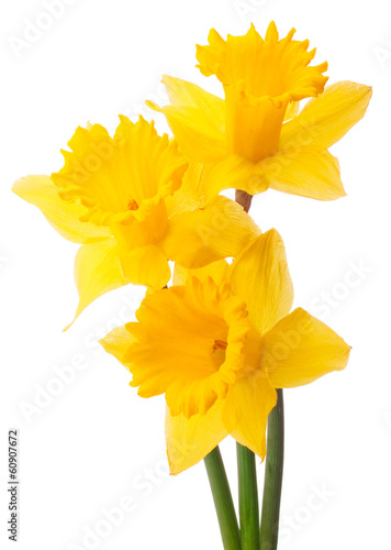 Slika na platnu Daffodil flower or narcissus  bouquet  isolated on white backgro