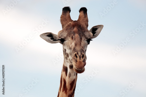 Maasai or Kilimanjaro Giraffe portrait Kenya Africa