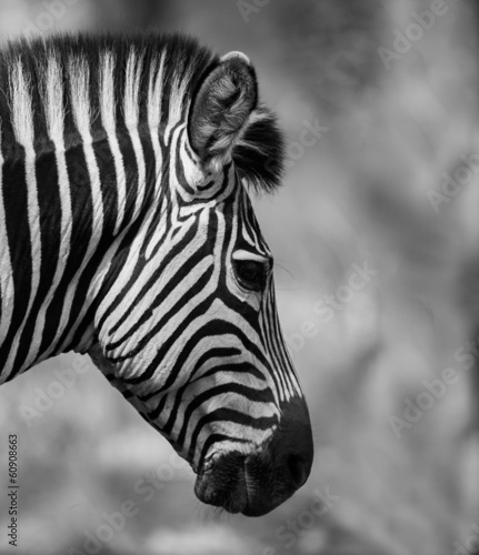 Fototapeta Naklejka Na Ścianę i Meble -  Zebra Head