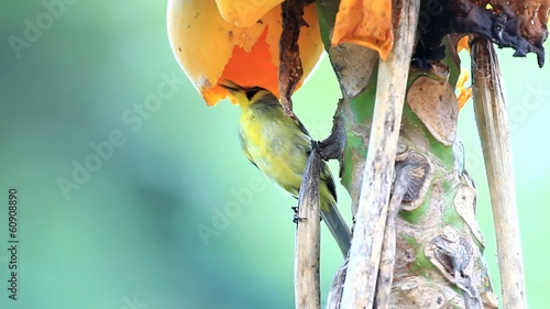 Bonin Honeyeater (Apalopteron familiare) in Japan  photo