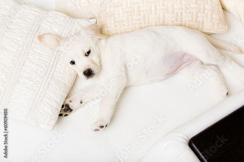 Top view of white Labrador puppy