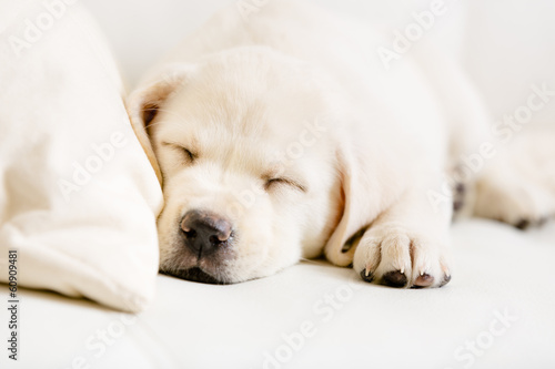 Close up of sleeping puppy of labrador on the white sofa
