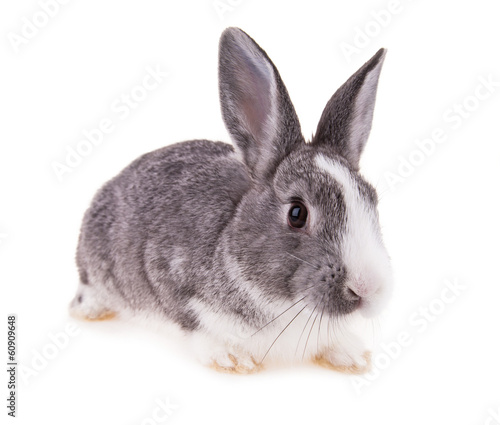 Rabbit on white background