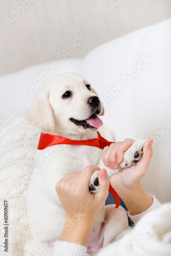 Fototapeta Naklejka Na Ścianę i Meble -  The female owner hands the paws of white puppy 