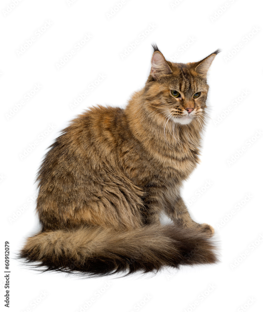 Cat breed Maine Coon sitting imperiously. Isolate on white.