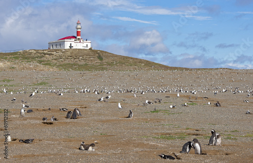 Magdalena island, penguin's nature park.