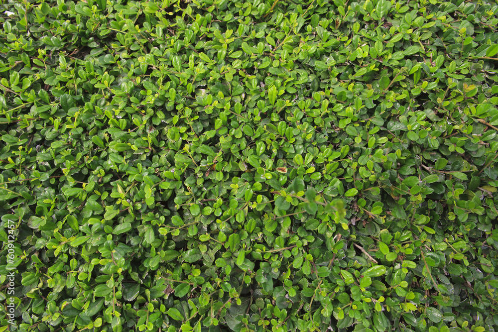 Green leaf background