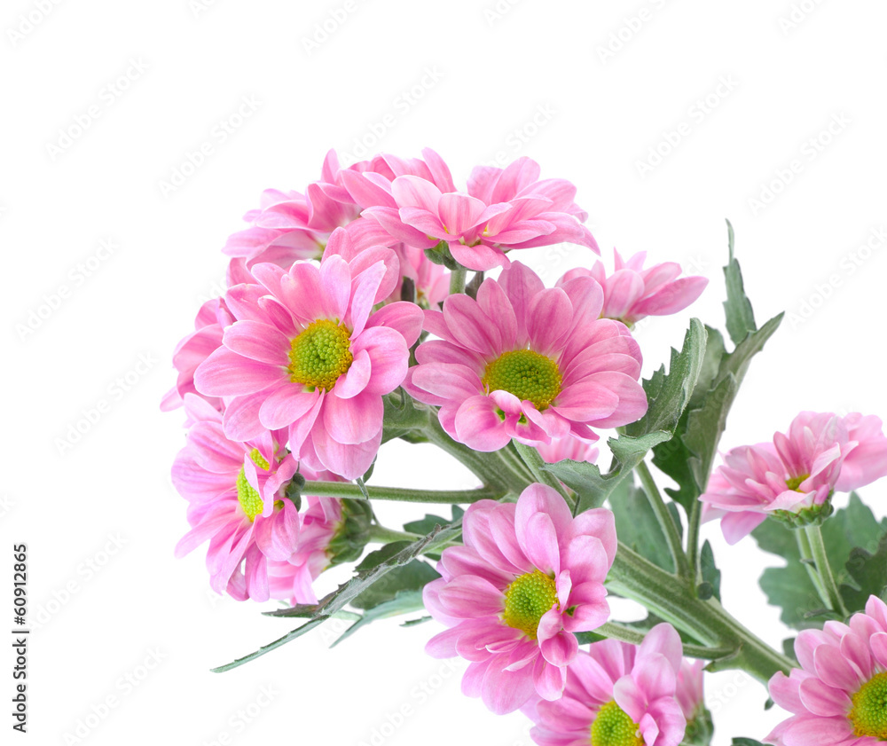 Pink chrysanthemum flower on white background.