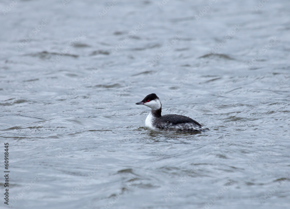 Slavonian Grebe