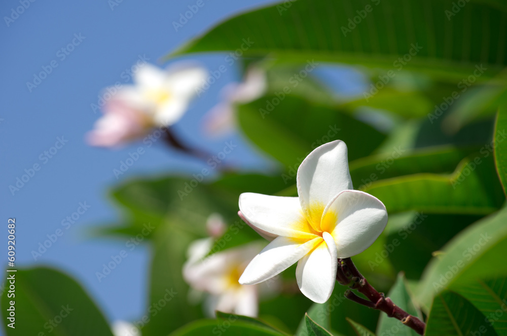 Fototapeta premium white plumeria flowers