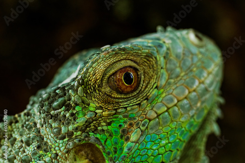 portrait about a green iguana