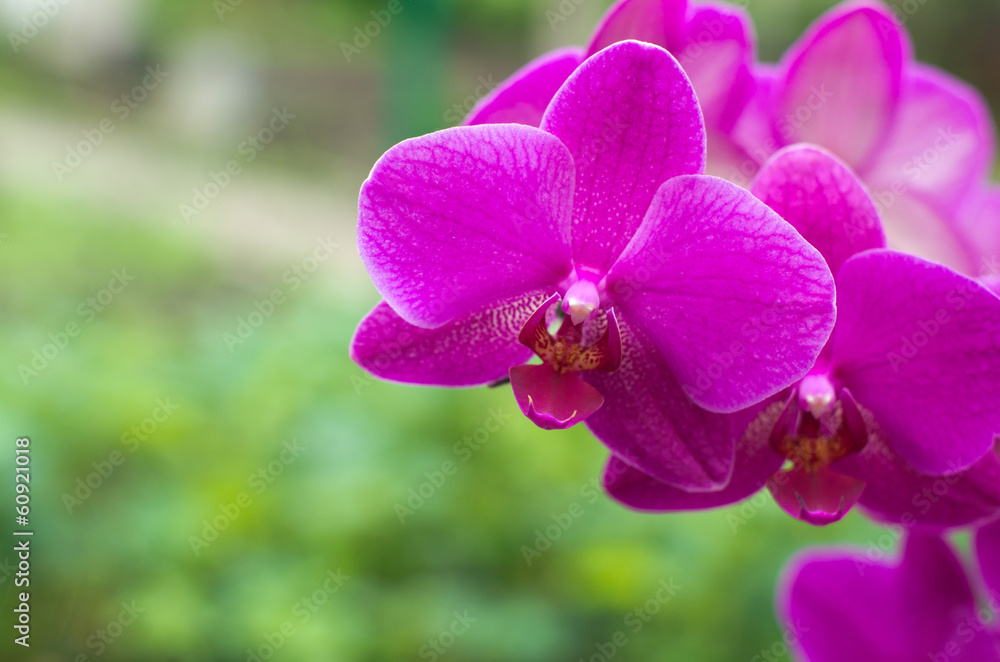 Obraz premium orchid