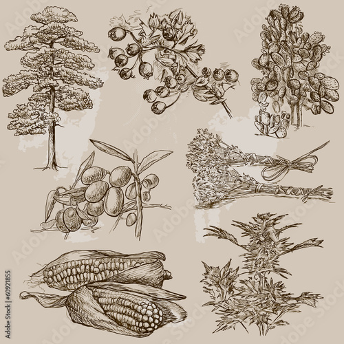 Trees, Plants and Flowers around the World (set no.1)