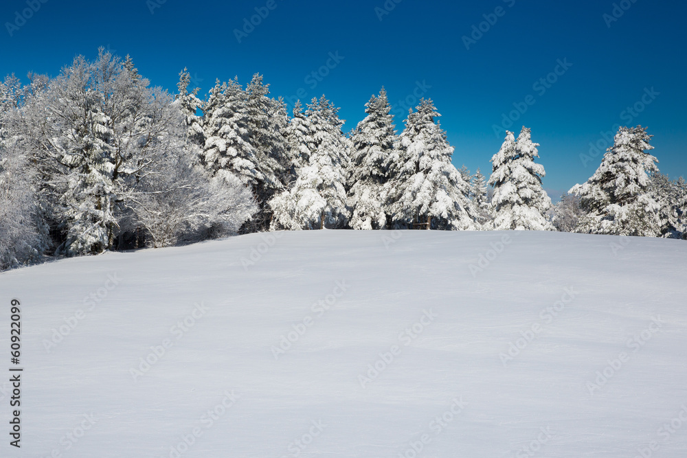 Idyllic winter scene with forest and fresh snow