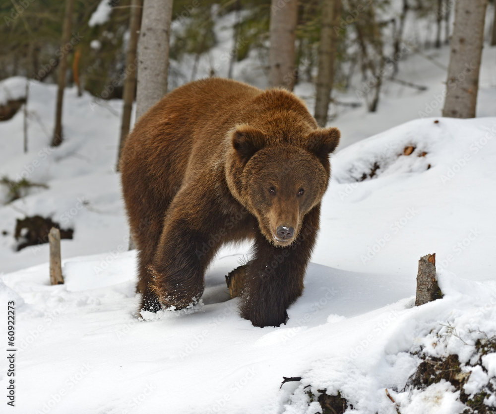 Brown bear in the woods in winter Brown bear in the woods in winter
