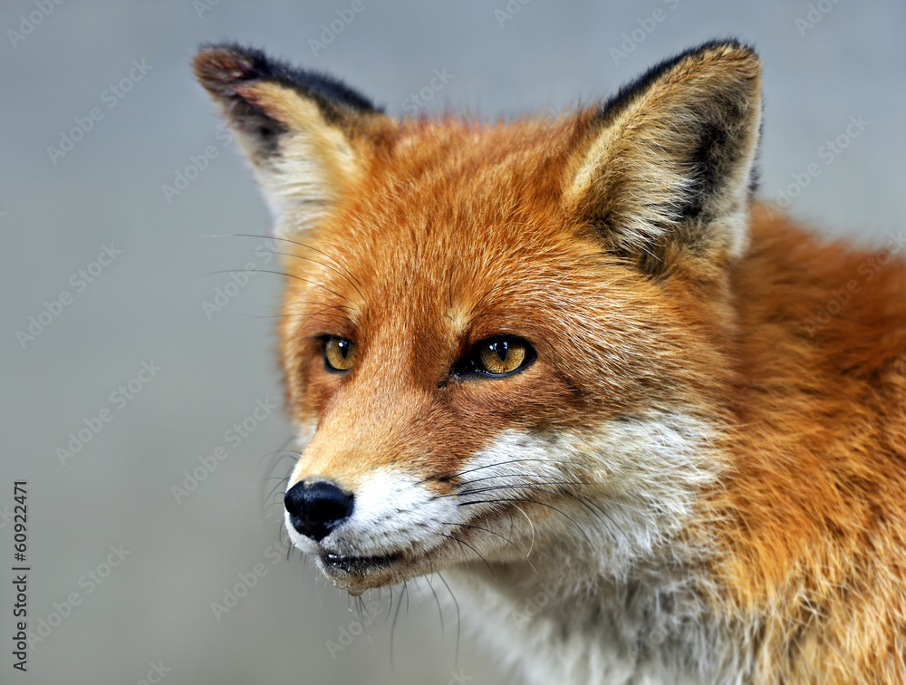 Fox portrait in natural habitat Fox portrait in natural habitat