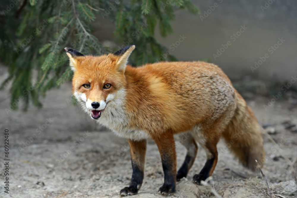 Fototapeta premium Fox portrait in natural habitat