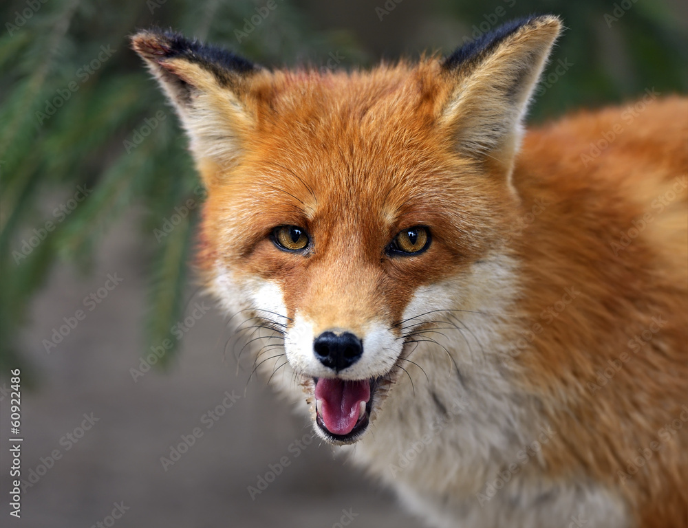 Fox portrait in natural habitat Fox portrait in natural habitat