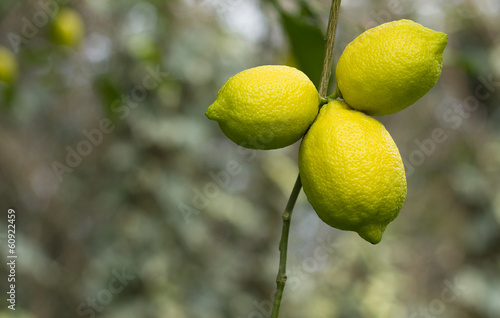 Obraz na płótnie limon ağacı ve limon
