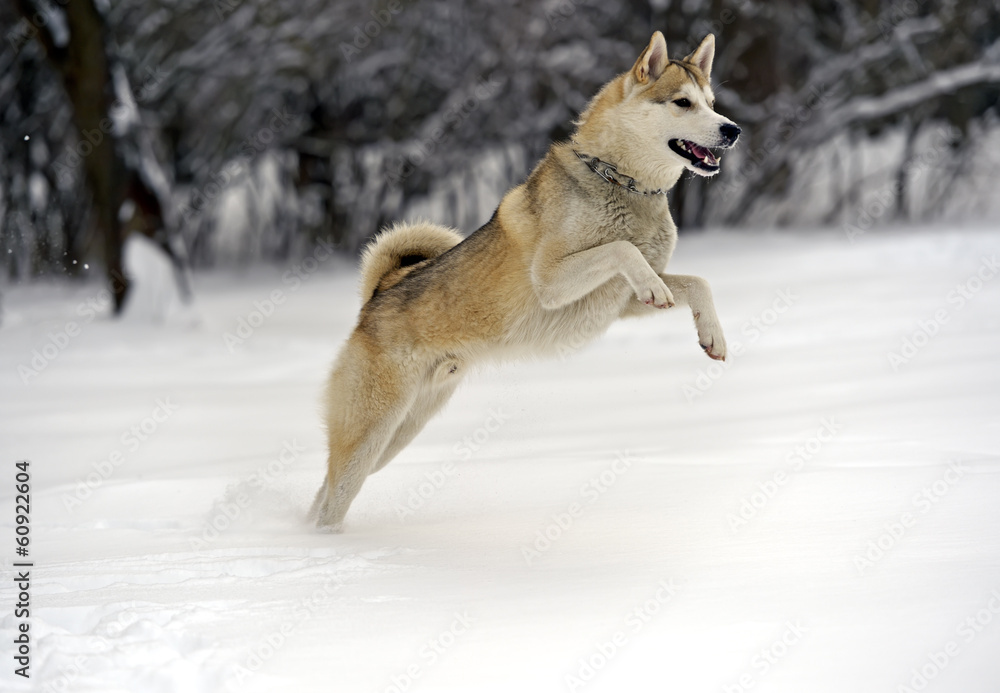 Husky Husky