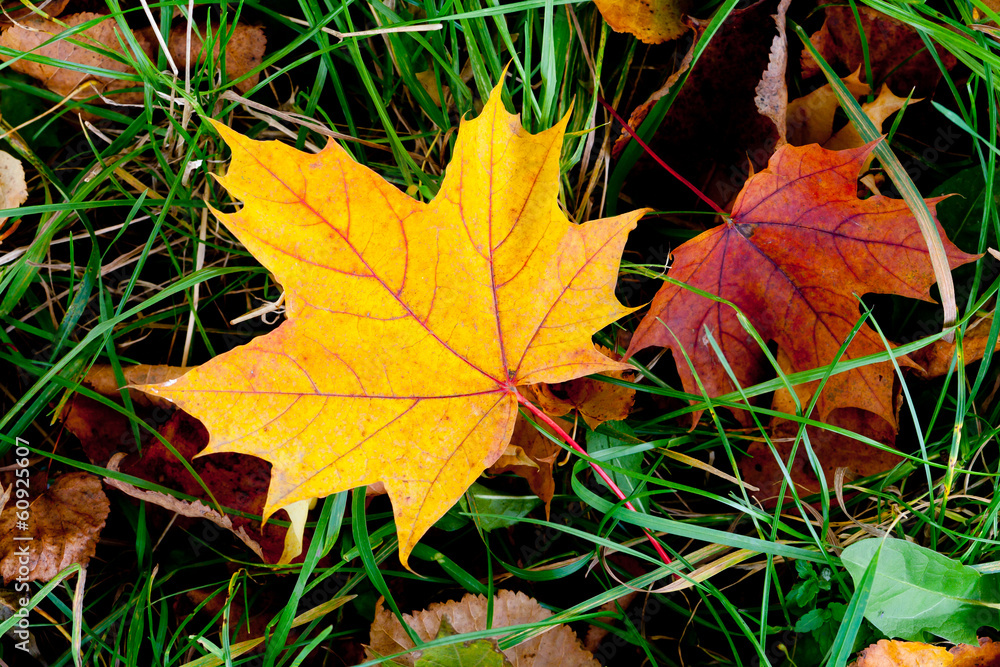 leaves leaves