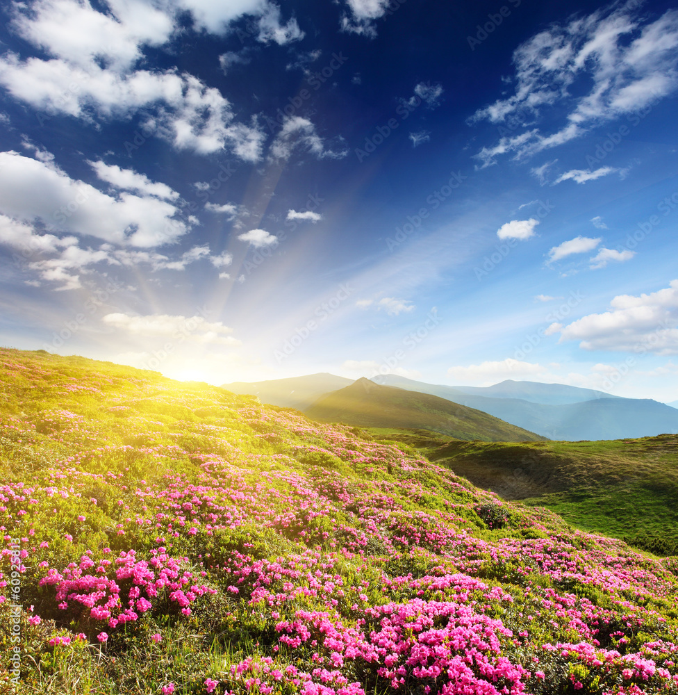 Fototapeta premium flowers