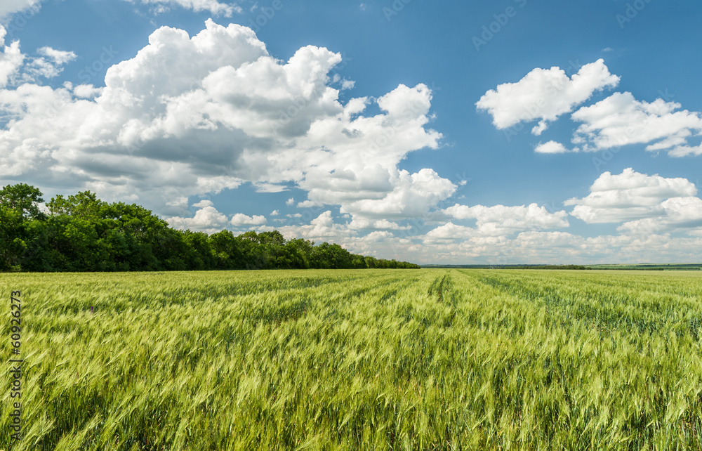 green wheat field and blue sky spring landscape - obrazy, fototapety, plakaty 