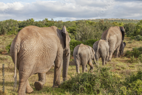 Elefanten  Elefantenfamilie  addo  s  dafrika  loxodonta africana