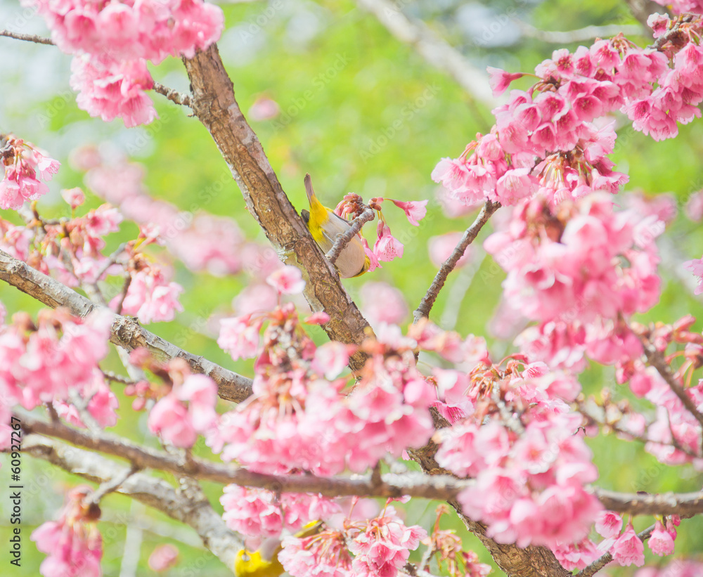white-eye Bird on Cherry Blossom and sakura white-eye Bird on Cherry Blossom and sakura