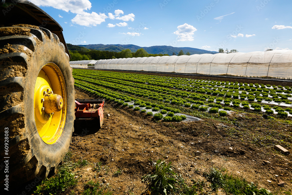 Obraz premium Tractor wheel and lettuce farm with greenhouse in background