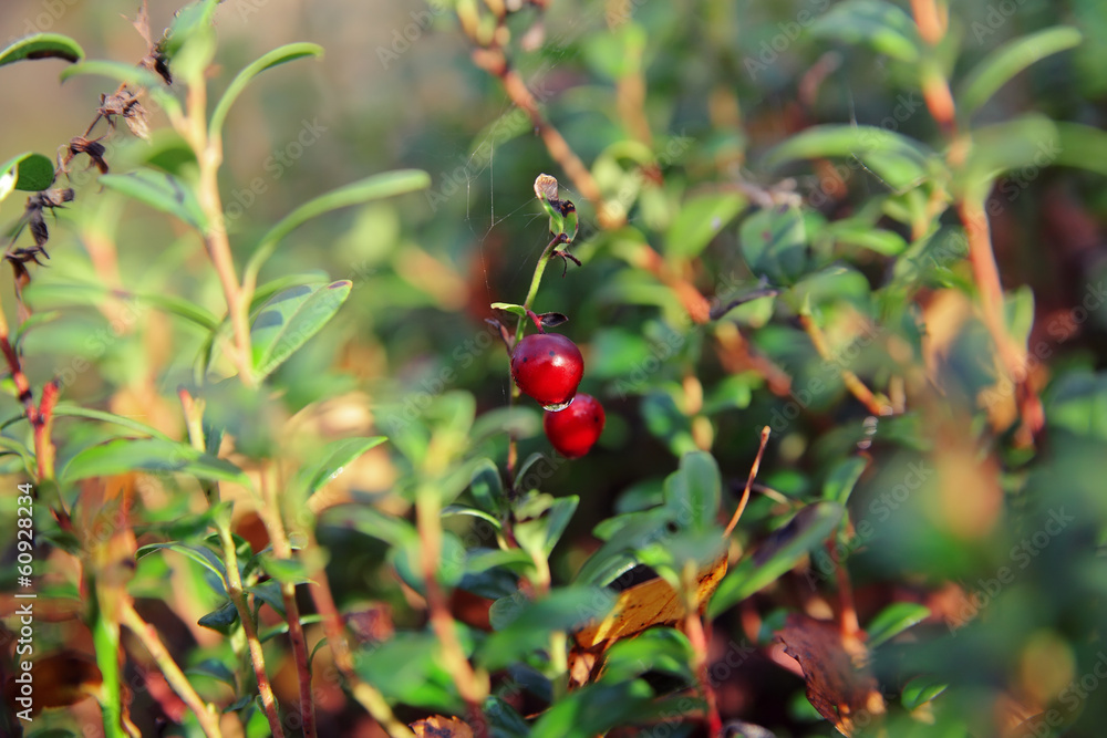 foxberry on a green twig in the forest early in the morning with