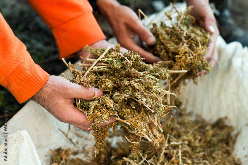 Holding piles of marihuana