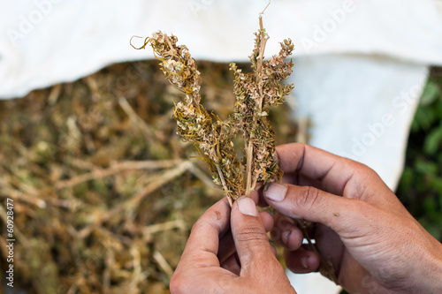 Separation of marihuana leaves  photo