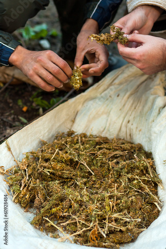 Separation of marihuana leaves  photo