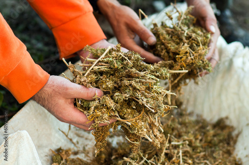 Obraz na płótnie Holding piles of marihuana w salonie