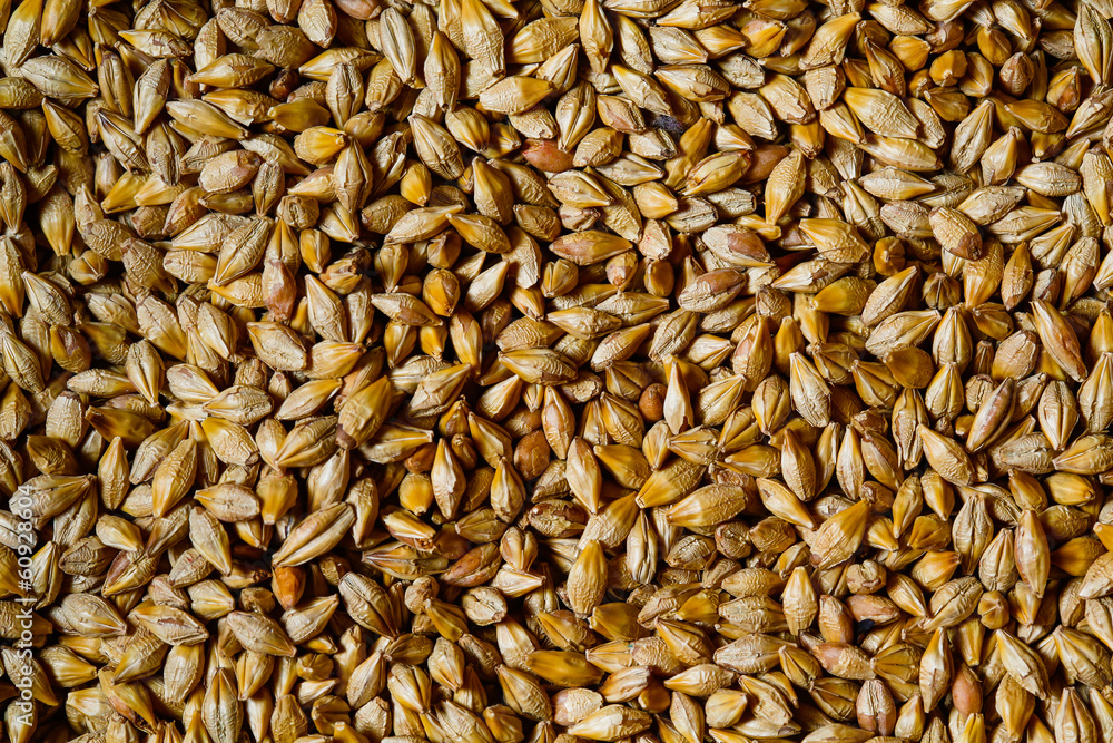 Close up of barley seeds for beer production
