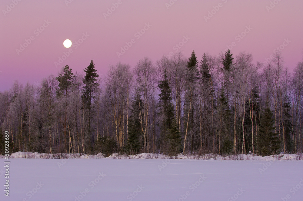Naklejka premium Winter forrest with moon and purple sky