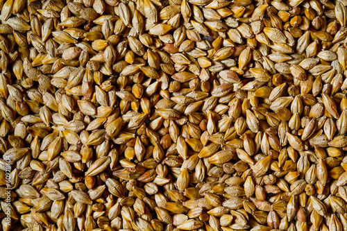 Obraz na płótnie Close up of barley seeds for beer production w salonie