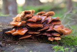 mushrooms growing on a tree stump.