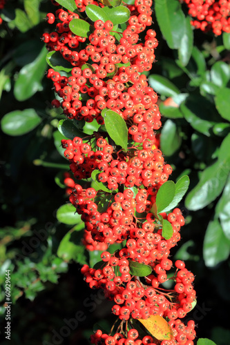red berberis berries