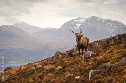 Wild stag, Scottish highlands